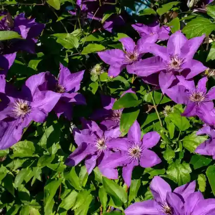 Foto von Italienische Waldrebe (Clematis viticella)