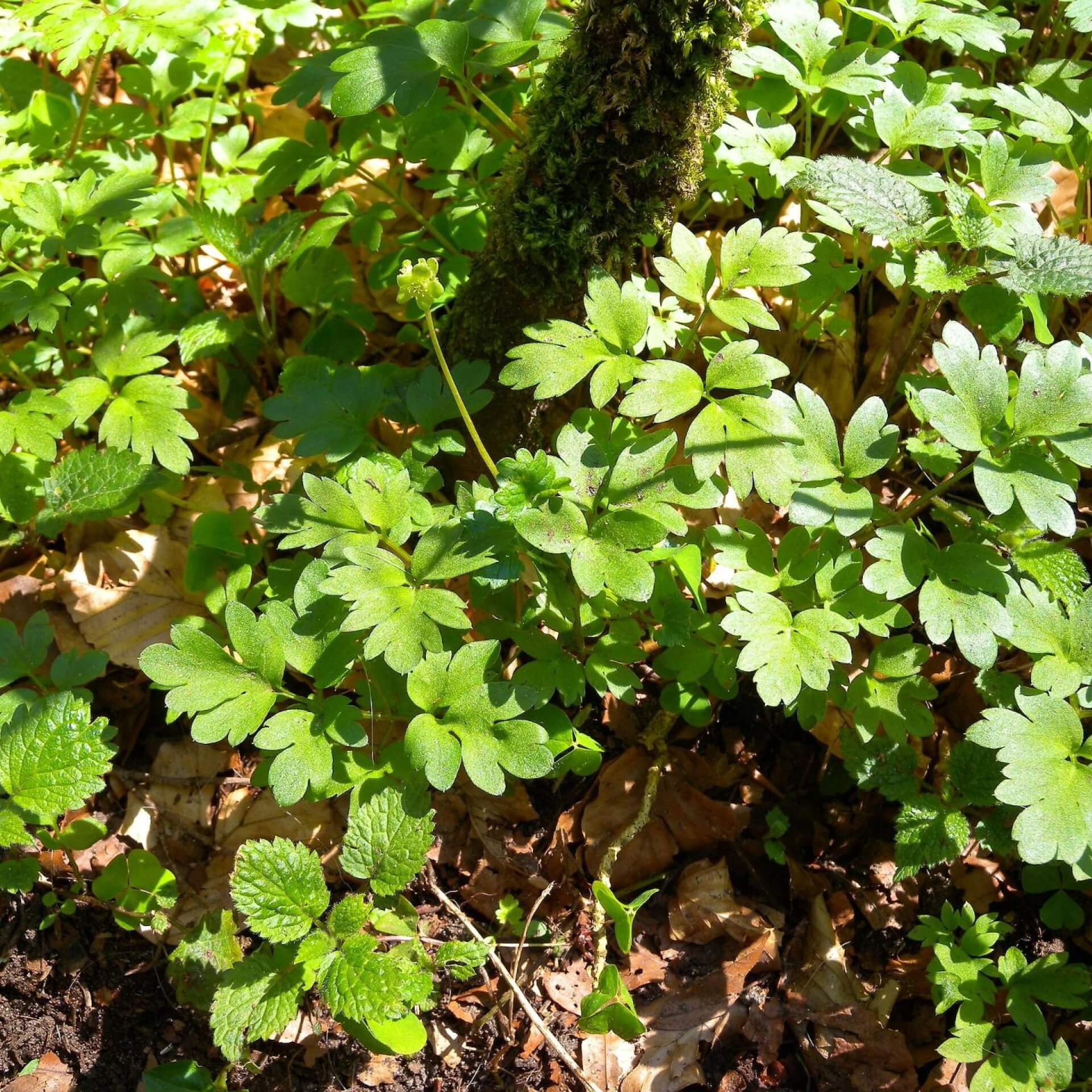 Moschuskraut (Adoxa moschatellina)