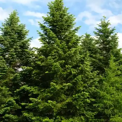 Foto von Nordmann-Tanne (Abies nordmanniana)