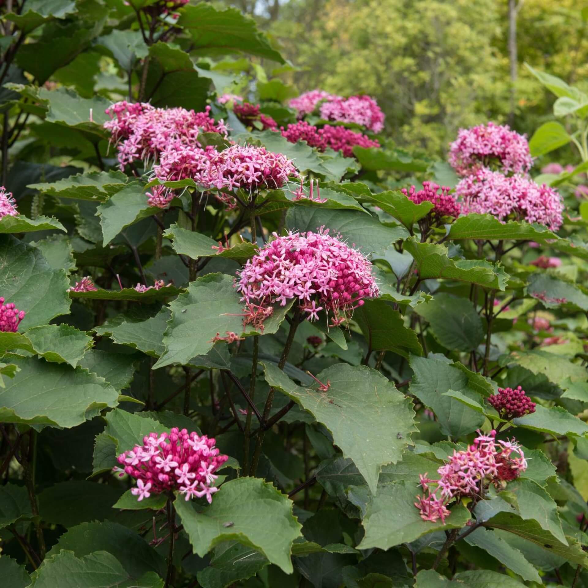 Bunges Losbaum (Clerodendrum bungei)