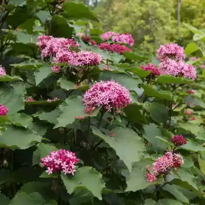 Foto von Bunges Losbaum (Clerodendrum bungei)