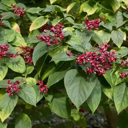 Foto von Losbaum (Clerodendrum trichotomum)
