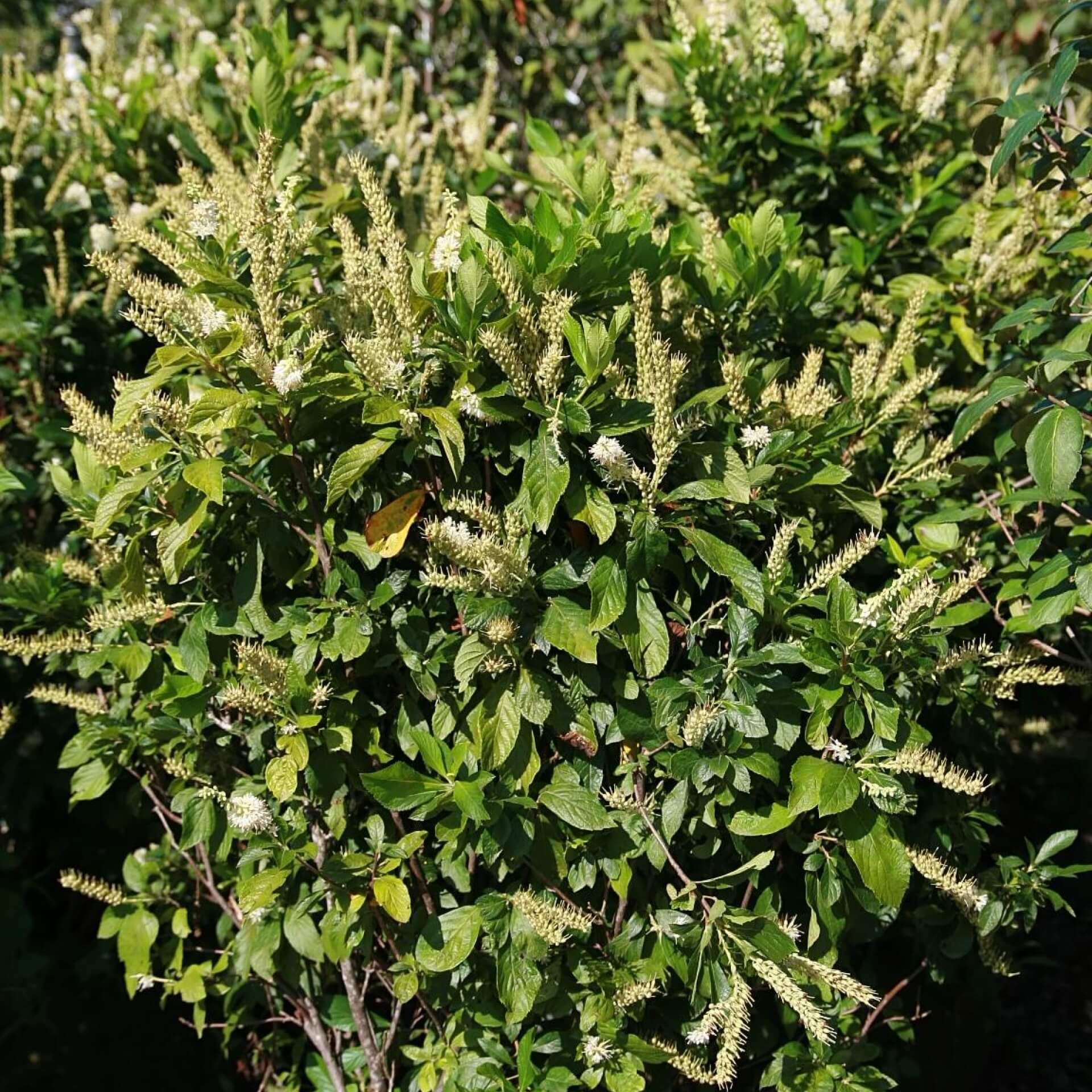 Erlenblättrige Zimterle (Clethra alnifolia)