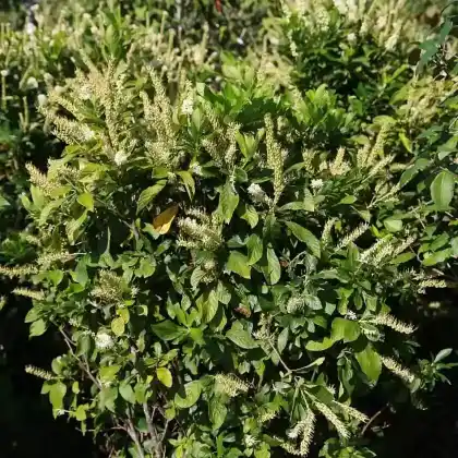 Foto von Erlenblättrige Zimterle (Clethra alnifolia)