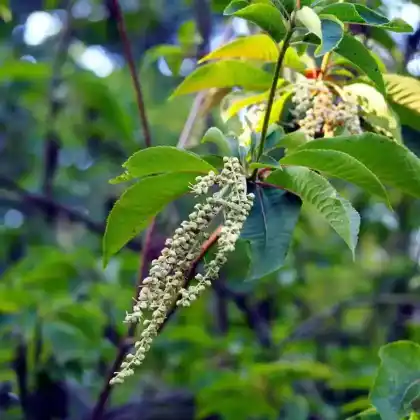 Foto von Japanische Zimterle (Clethra barbinervis)