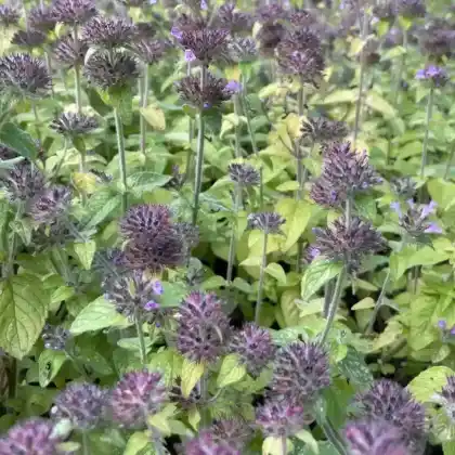Foto von Gemeiner Wirbeldost (Clinopodium vulgare)