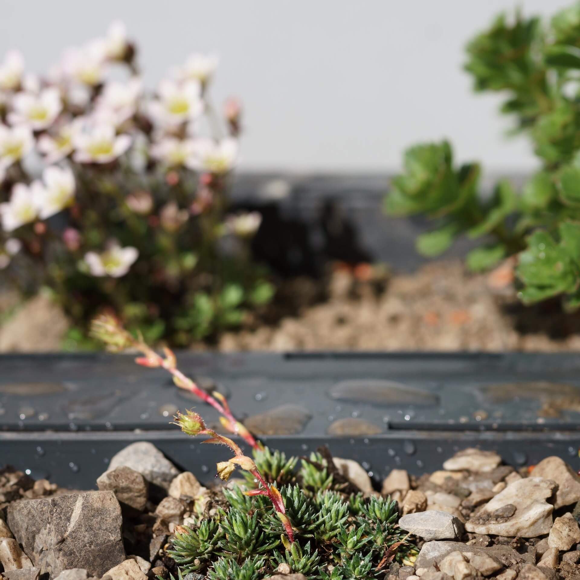 Vorfrühlings-Steinbrech (Saxifraga x elisabethae)