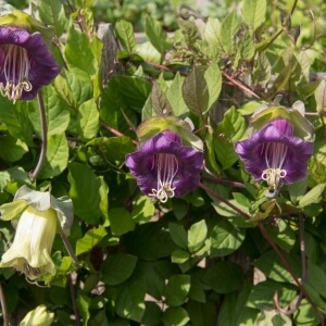Cobaea scandens