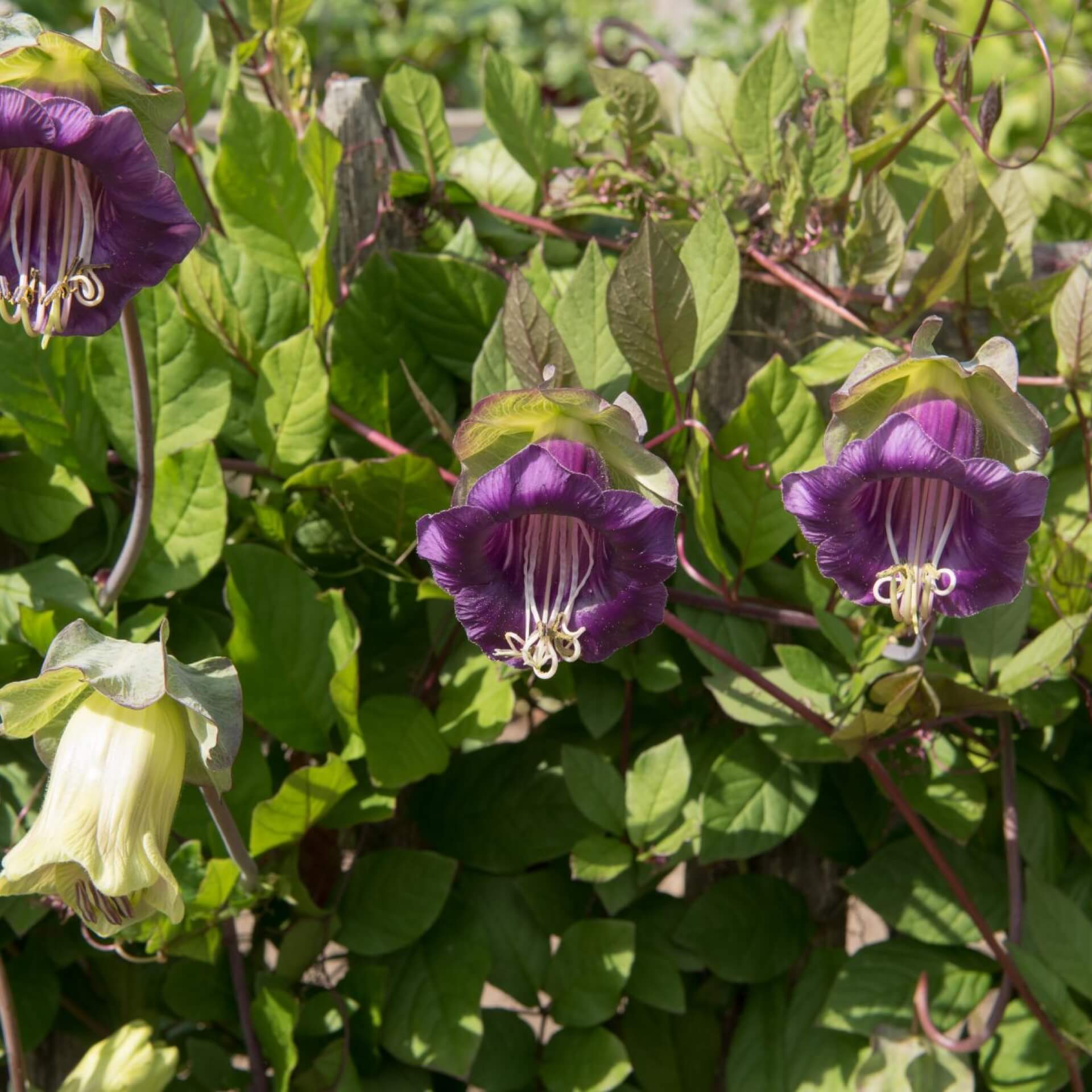 Glockenrebe (Cobaea scandens)