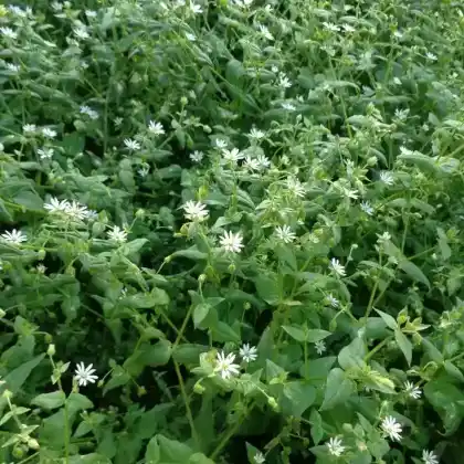Foto von Quellen-Hornkraut (Cerastium fontanum)