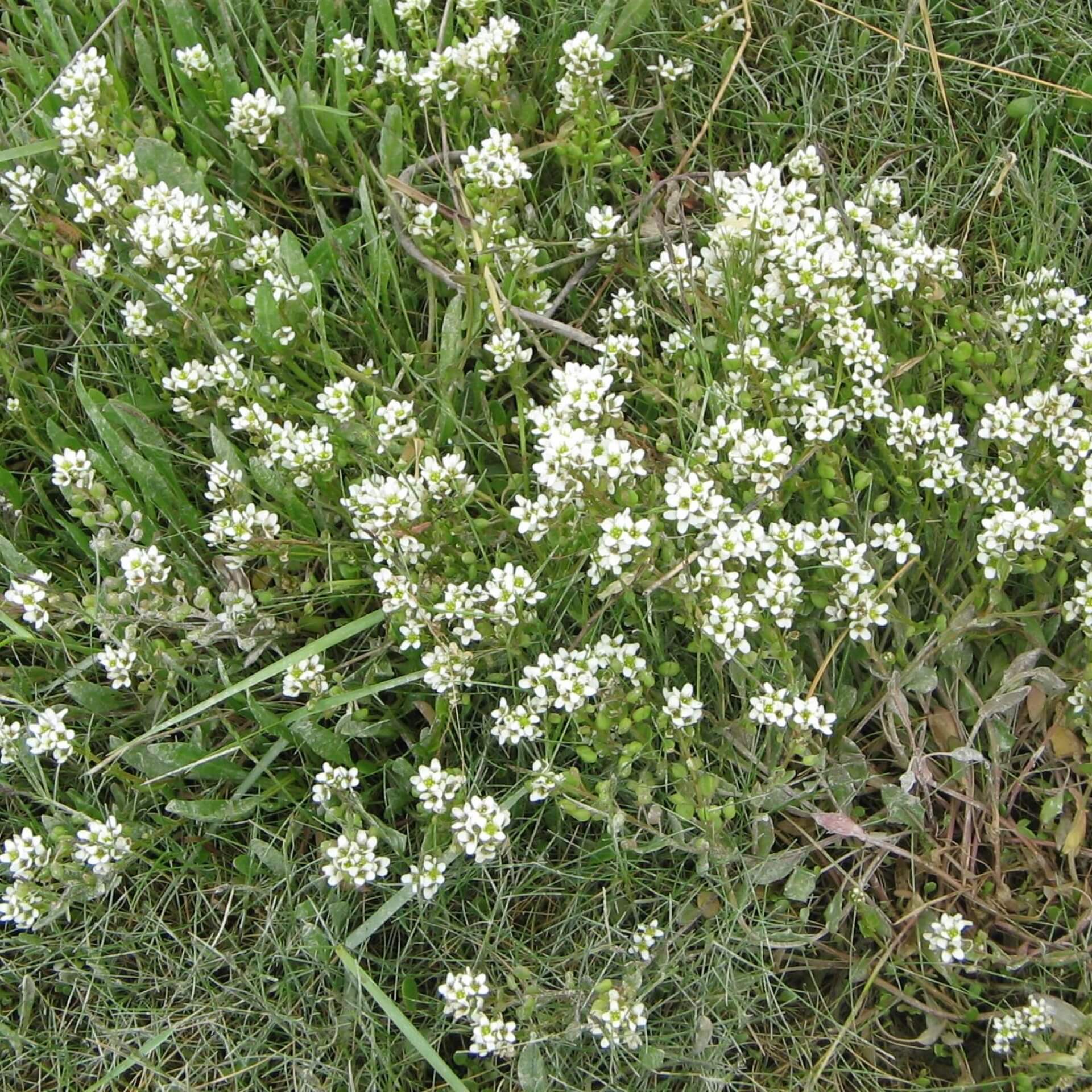 Echtes Löffelkraut (Cochlearia officinalis)