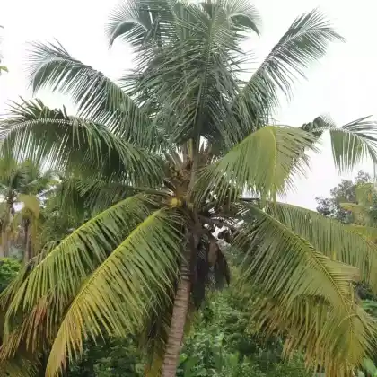 Foto von Kokospalme (Cocos nucifera)