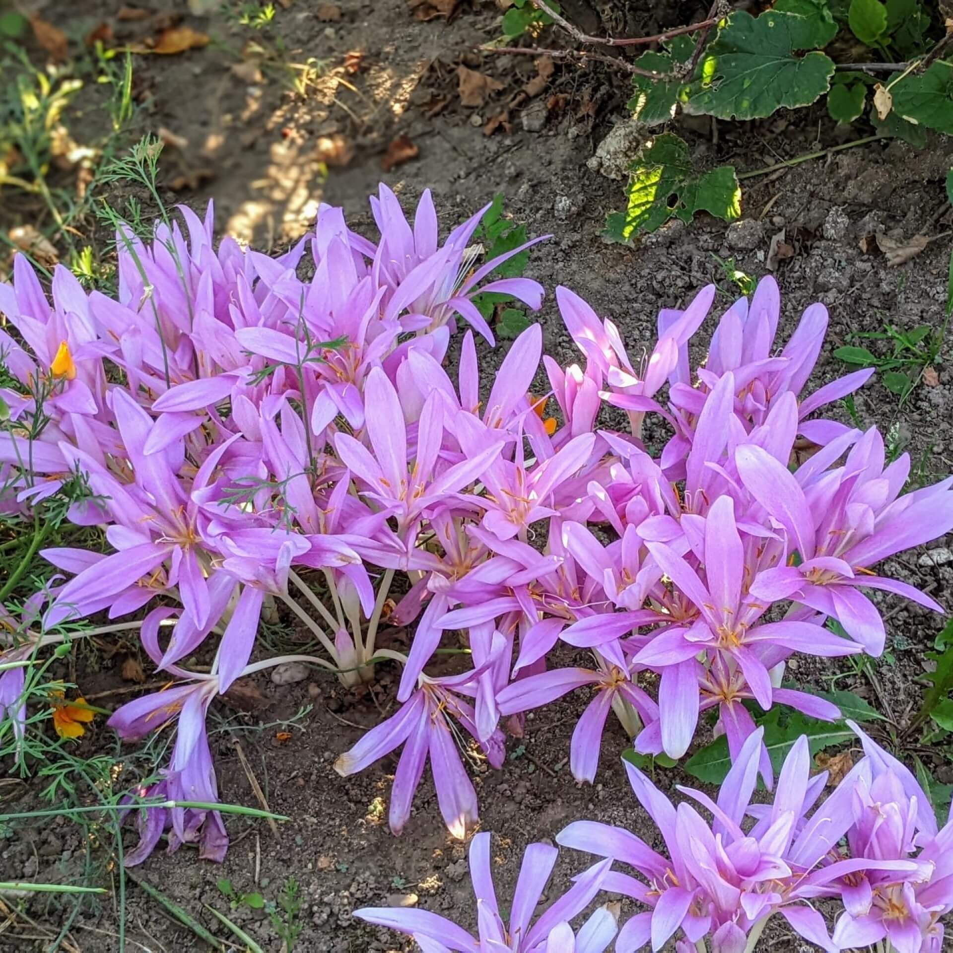 Herbstzeitlose (Colchicum autumnale)