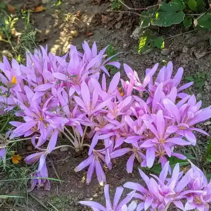 Foto von Herbstzeitlose (Colchicum autumnale)