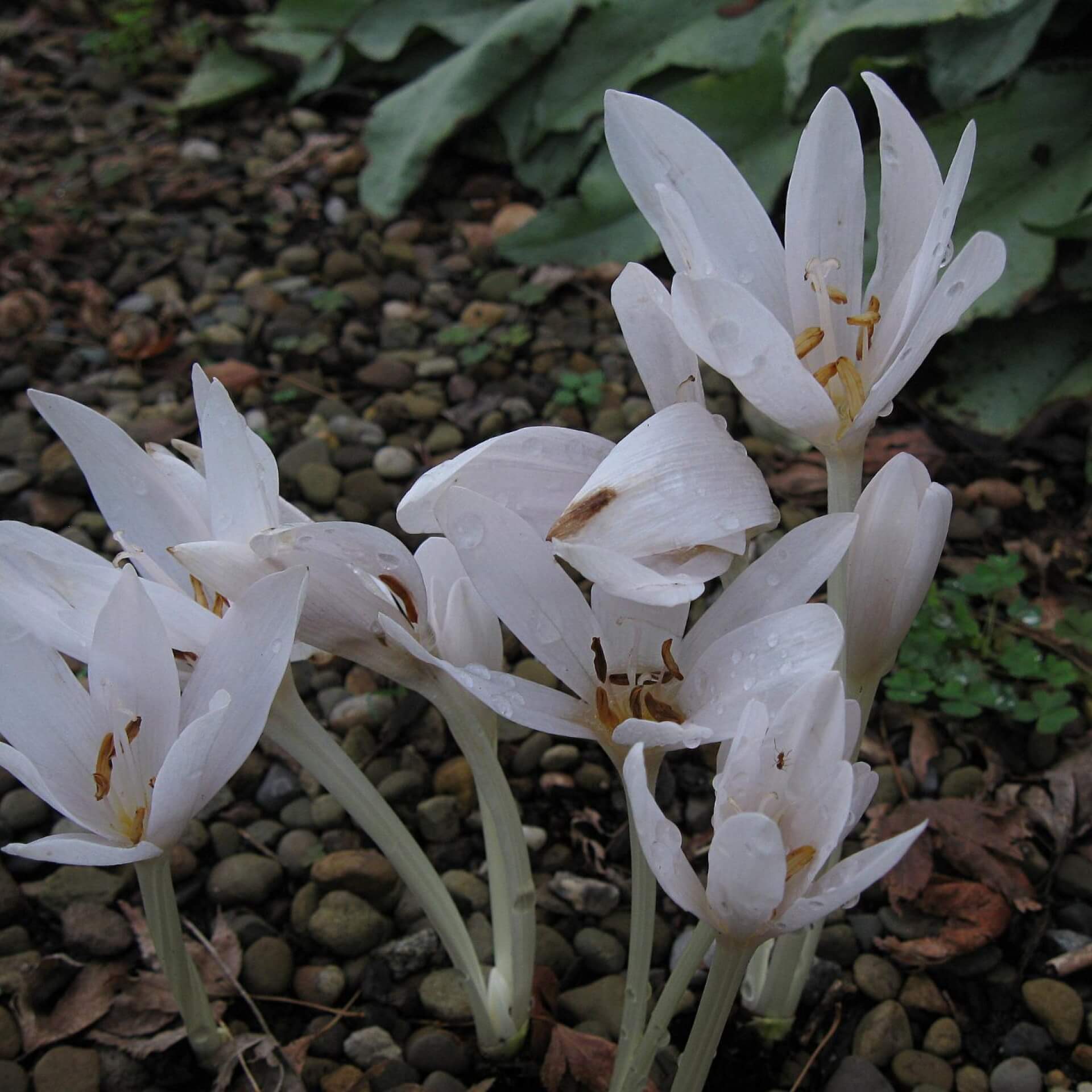 Herbstzeitlose 'Album' (Colchicum autumnale 'Album')