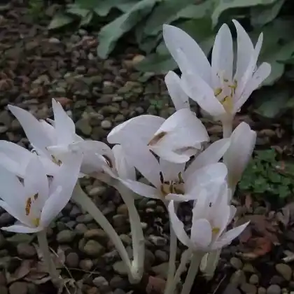 Foto von Herbstzeitlose 'Album' (Colchicum autumnale 'Album')