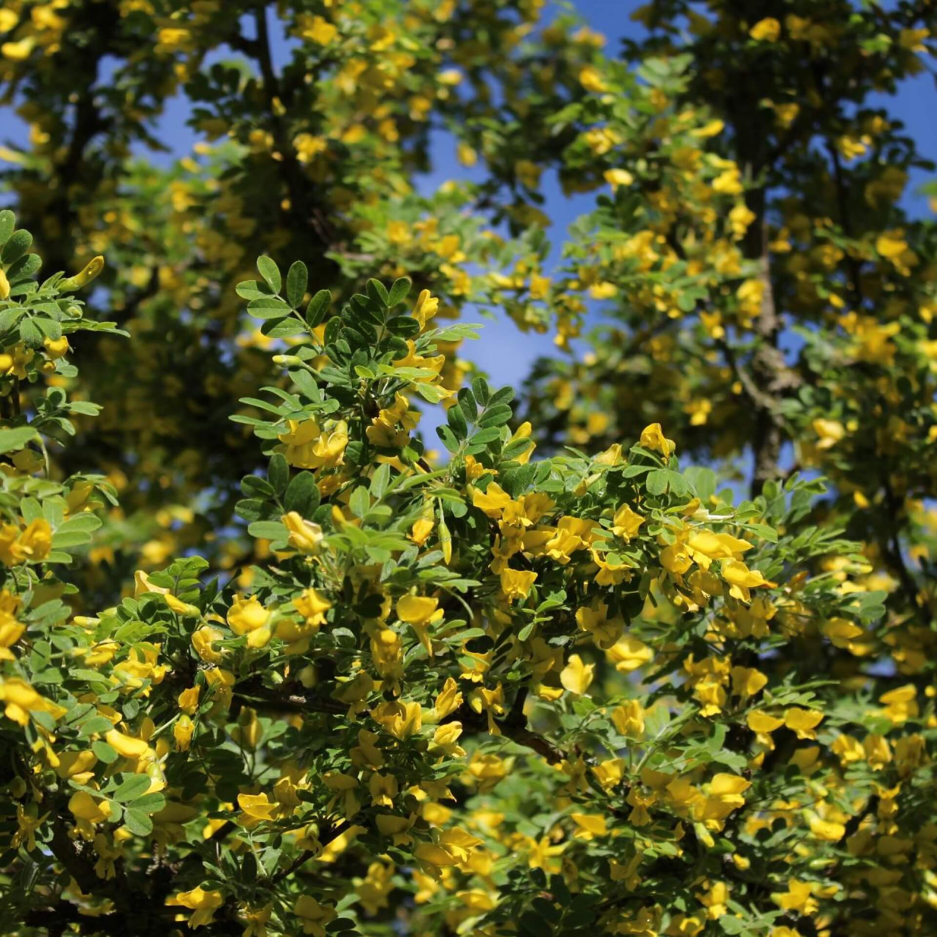 Gelber Blasenstrauch (Colutea arborescens)