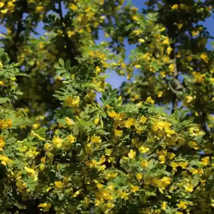 Foto von Gelber Blasenstrauch (Colutea arborescens)