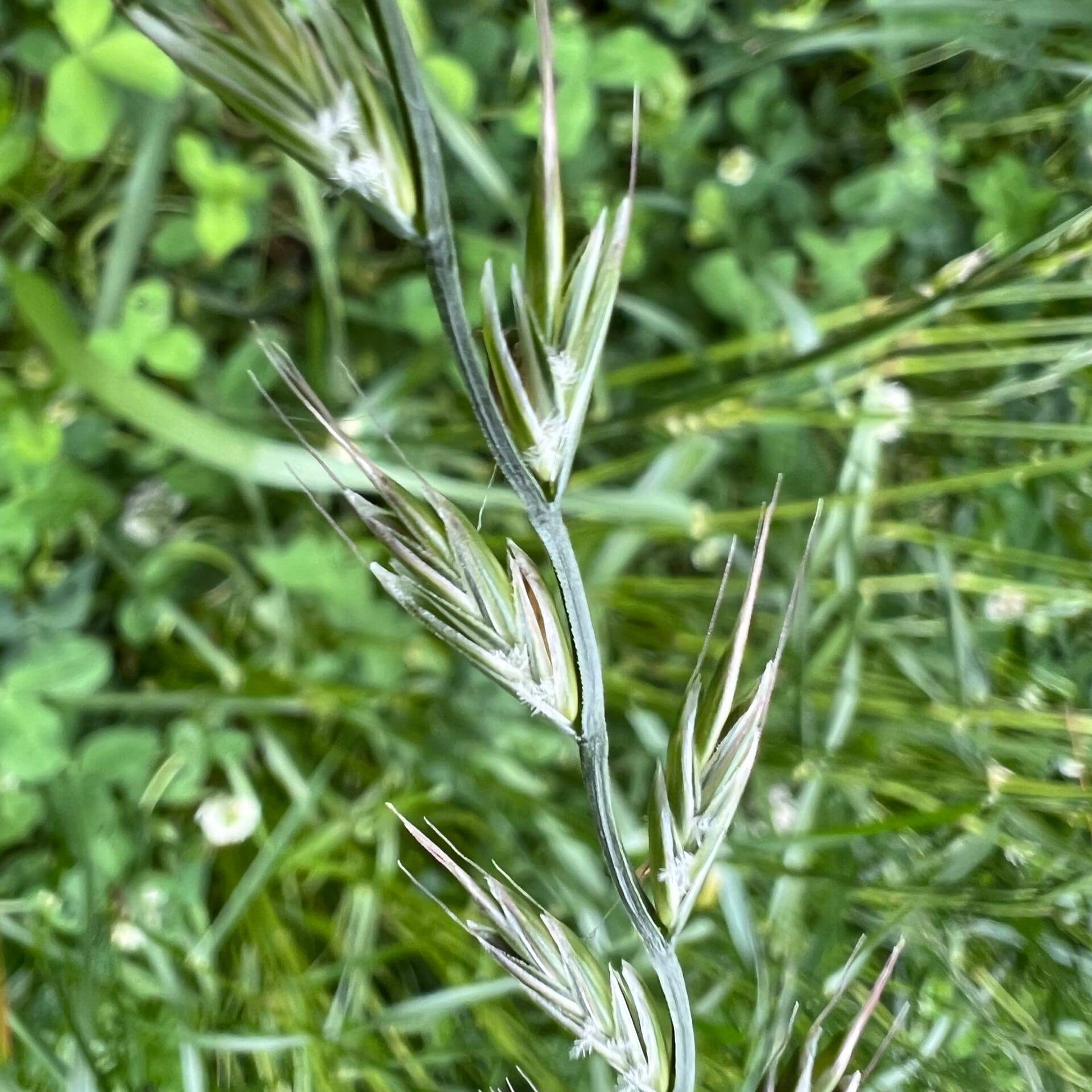 Vielblütiger Lolch (Lolium multiflorum)