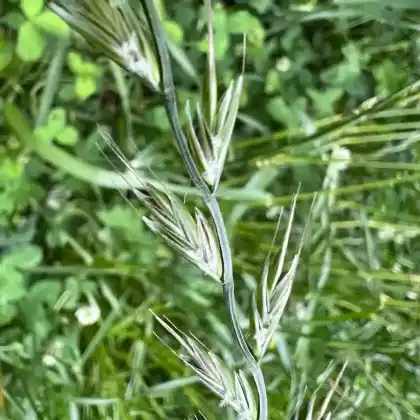 Foto von Vielblütiger Lolch (Lolium multiflorum)