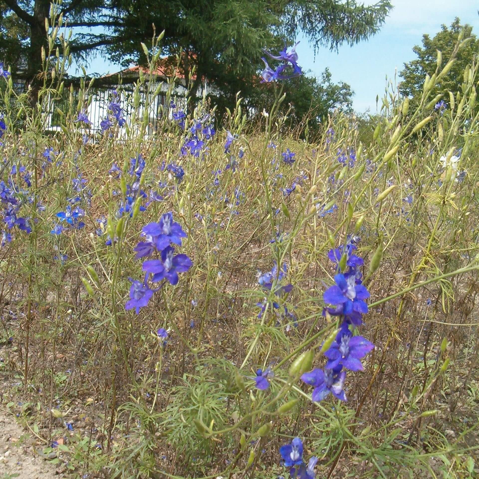 Garten-Rittersporn (Consolida ajacis)