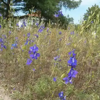 Foto von Garten-Rittersporn (Consolida ajacis)