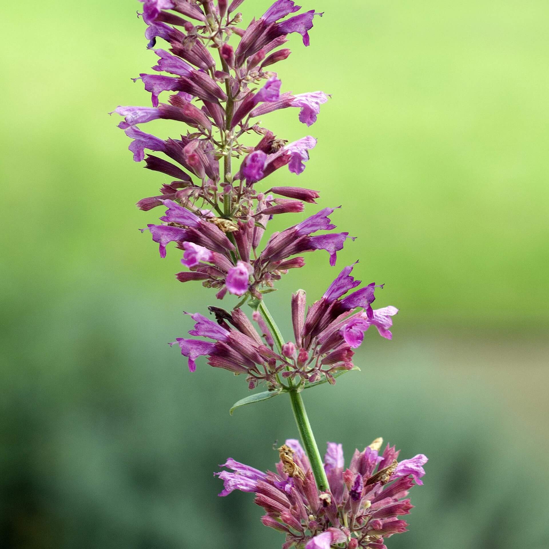 Orangen-Duftnessel (Agastache cana)