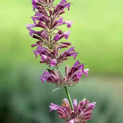 Foto von Orangen-Duftnessel (Agastache cana)