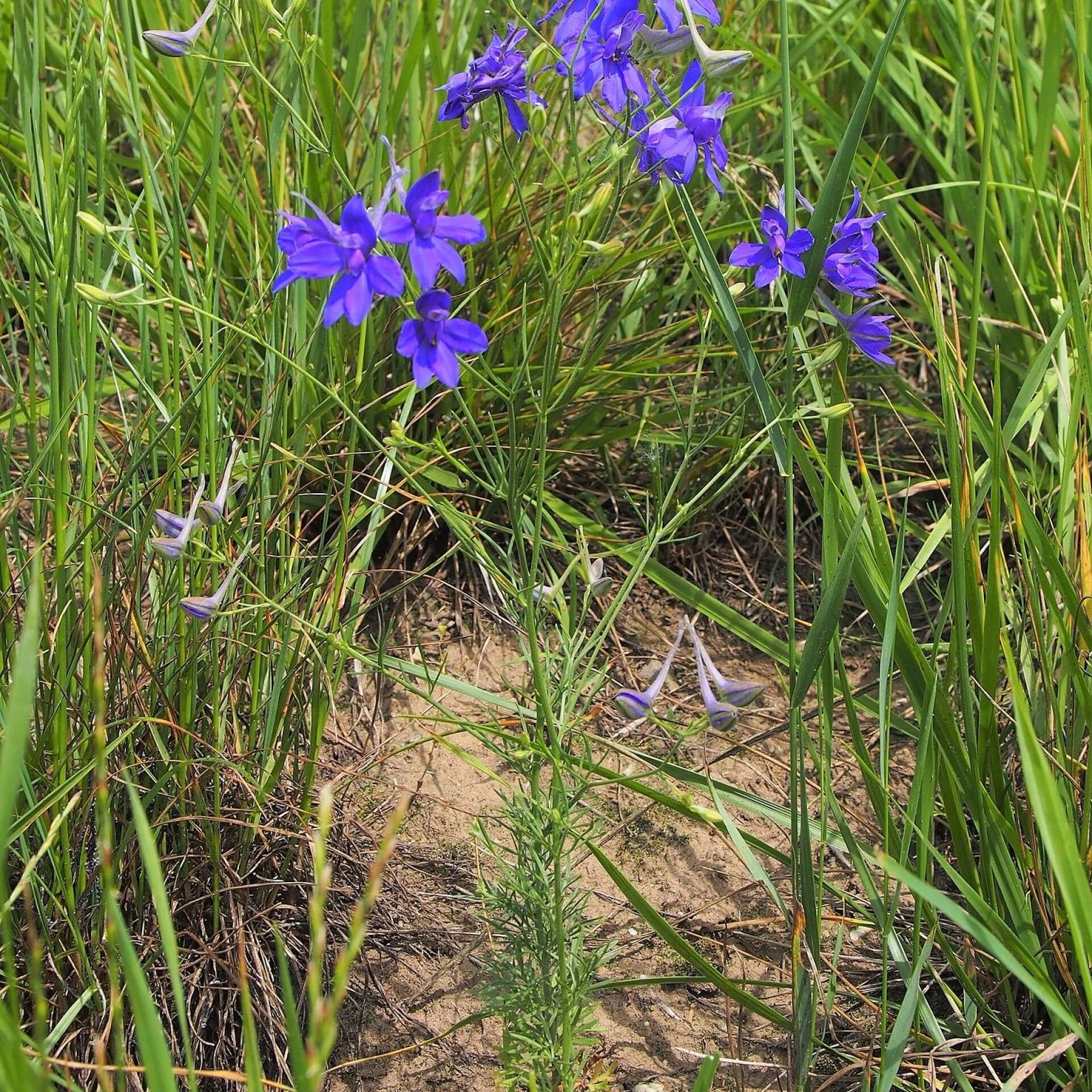 Gewöhnlicher Feldrittersporn (Consolida regalis)