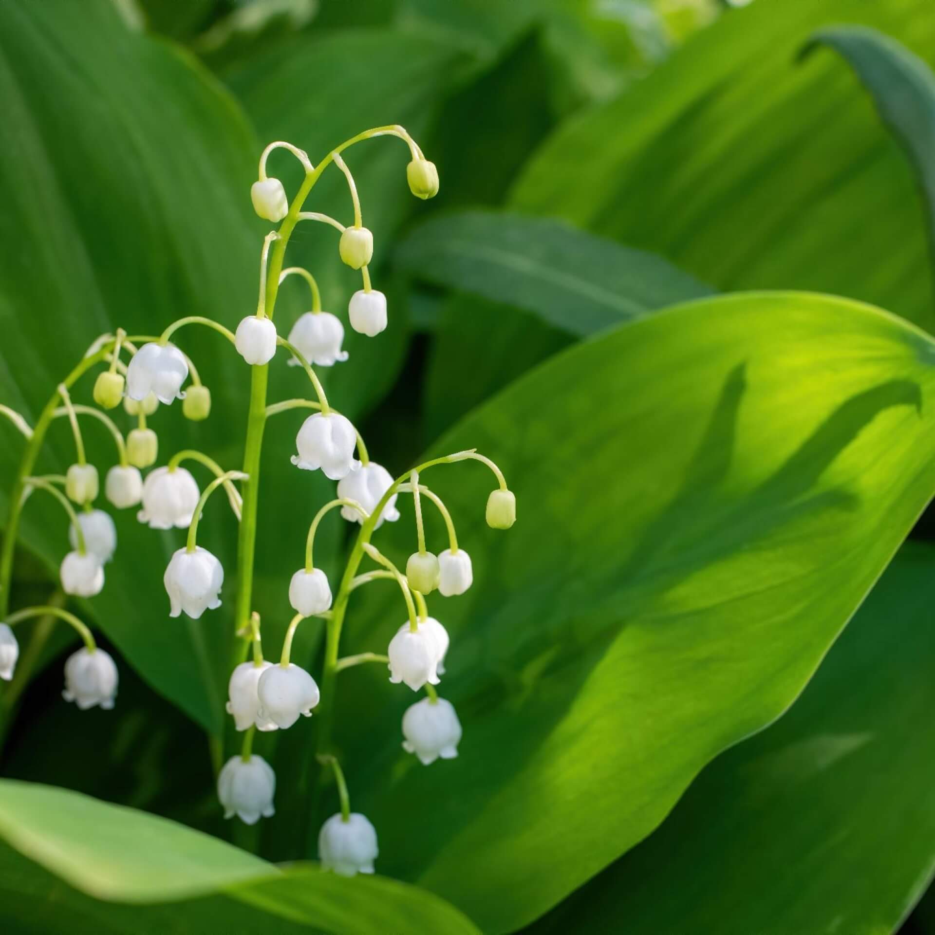 Maiglöckchen (Convallaria majalis)