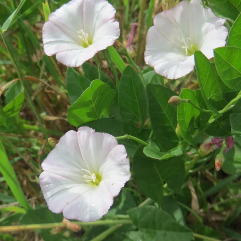 AckerWinde / Convolvulus arvensis