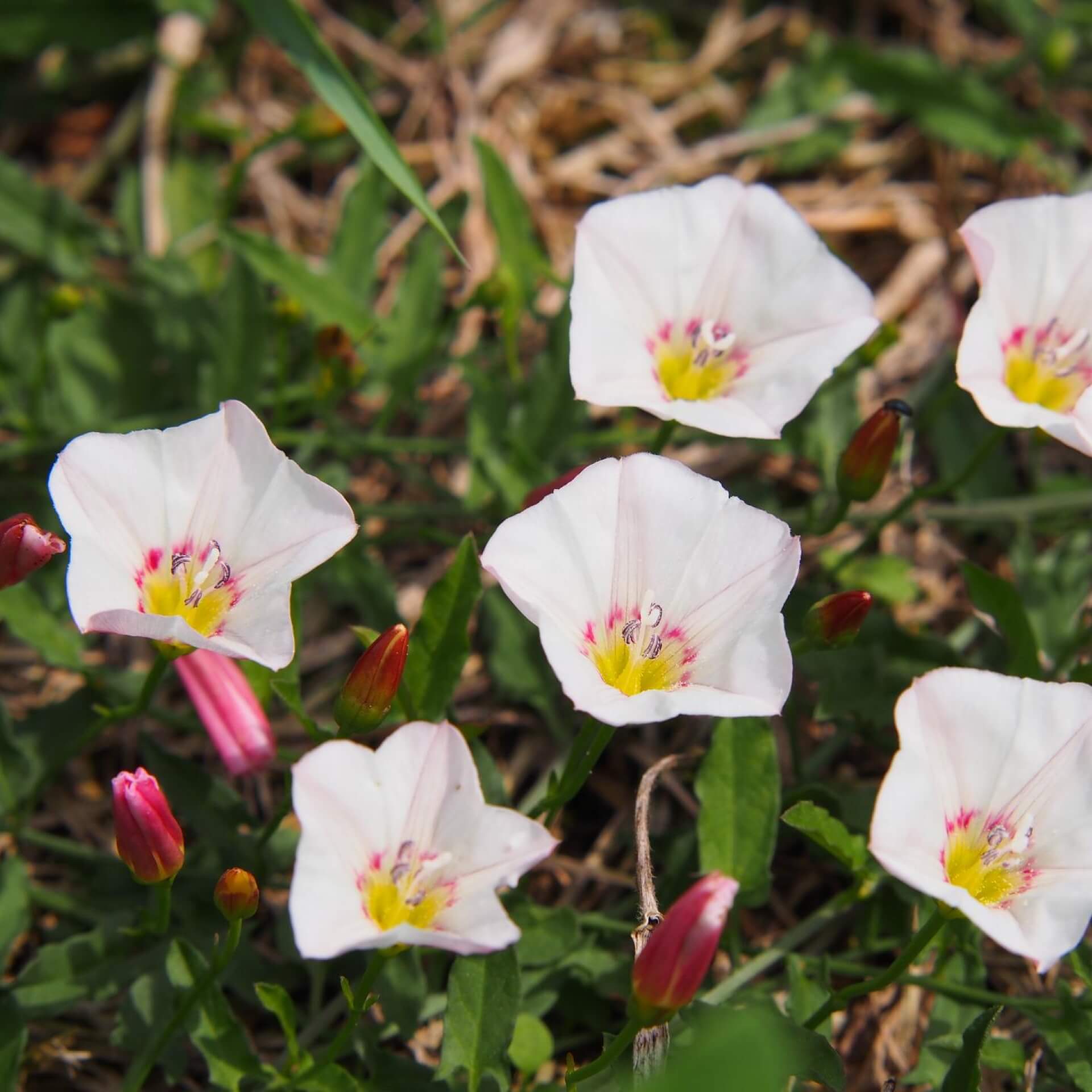 Acker-Winde (Convolvulus arvensis)