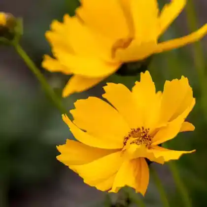 Foto von Großblumiges Mädchenauge 'Badengold' (Coreopsis grandiflora 'Badengold')