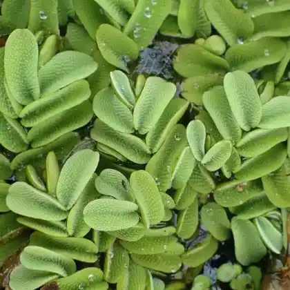 Foto von Gemeiner Schwimmfarn (Salvinia natans)
