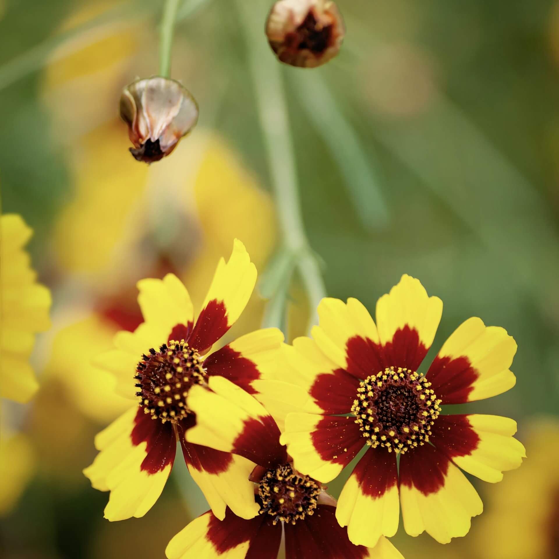 Großblumiges Mädchenauge 'Heliot' (Coreopsis grandiflora 'Heliot')