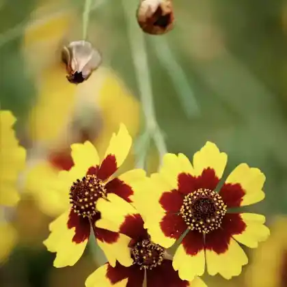 Foto von Großblumiges Mädchenauge 'Heliot' (Coreopsis grandiflora 'Heliot')