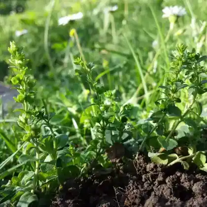 Foto von Quendel-Ehrenpreis (Veronica serpyllifolia)