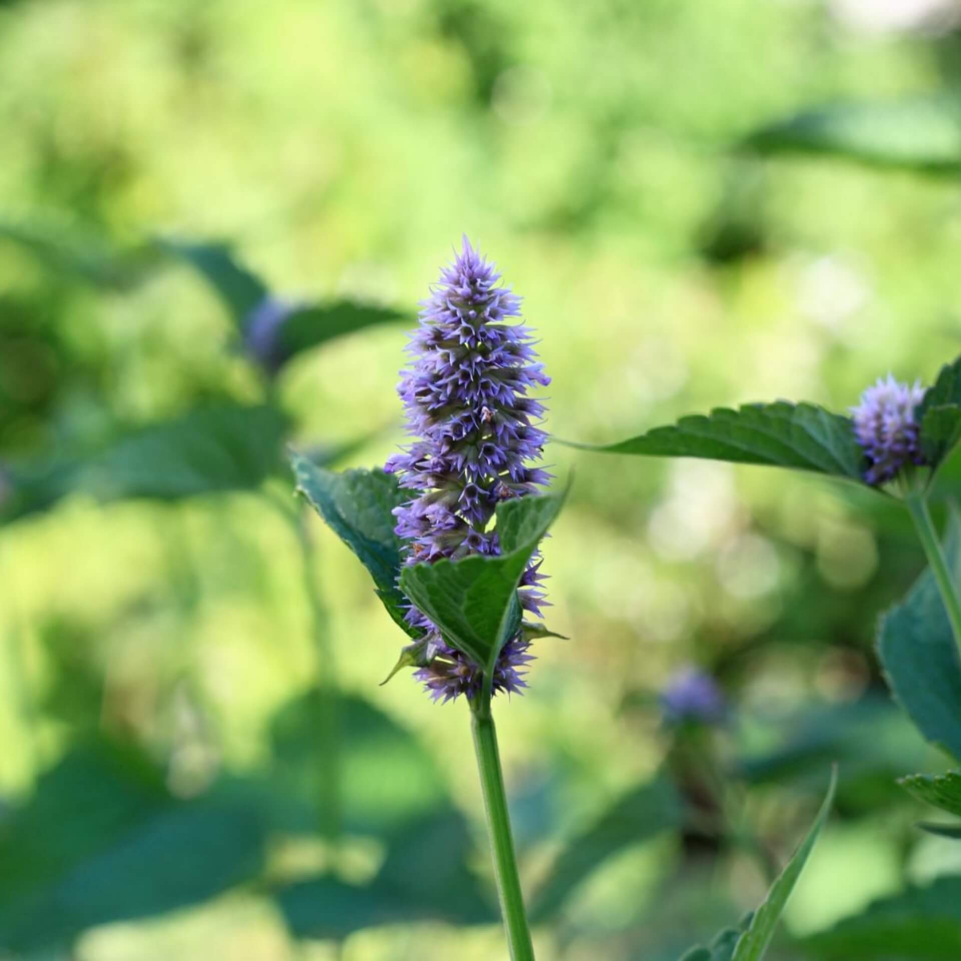 Anis-Duftnessel (Agastache foeniculum)