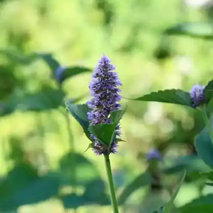 Foto von Anis-Duftnessel (Agastache foeniculum)