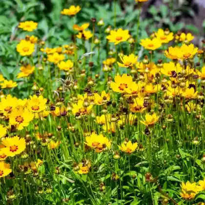 Foto von Lanzettblättriges Mädchenauge 'Sterntaler' (Coreopsis lanceolata 'Sterntaler')