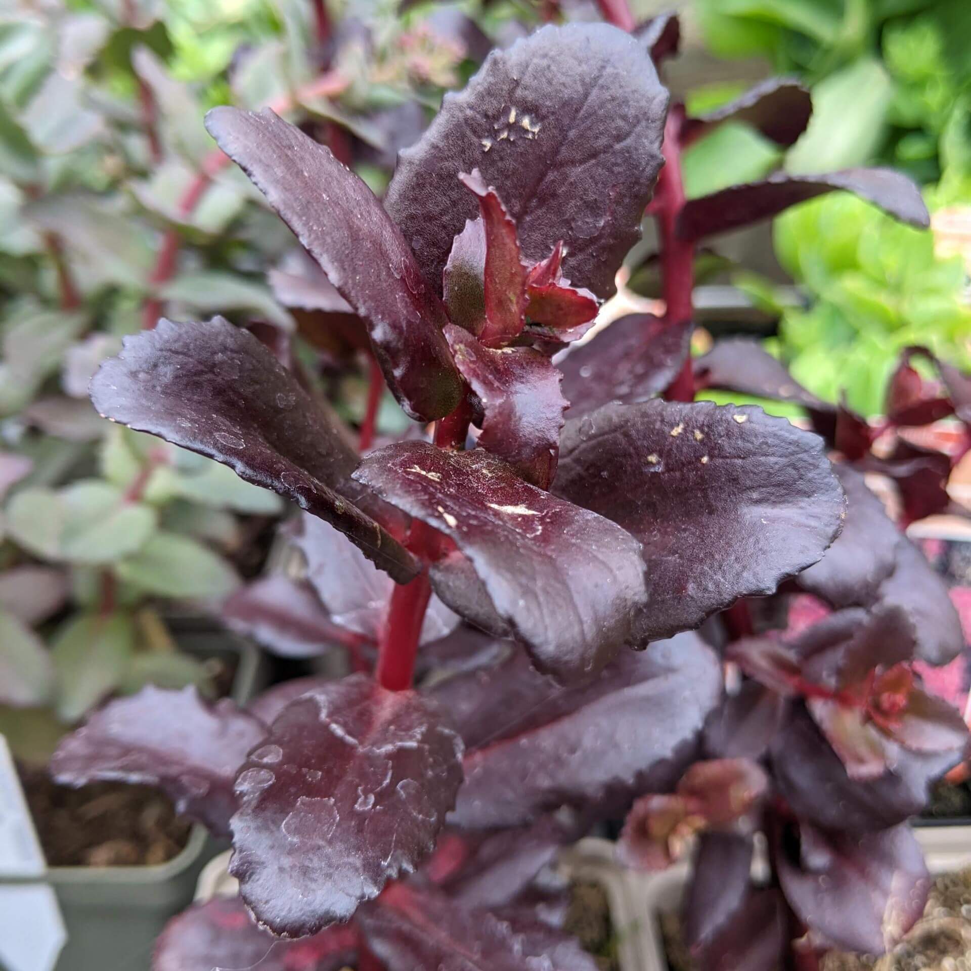  Purpur-Fetthenne 'Touchdown Teak' (Sedum telephium 'Touchdown Teak')