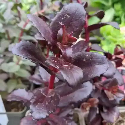 Foto von Purpur-Fetthenne 'Touchdown Teak' (Sedum telephium 'Touchdown Teak')