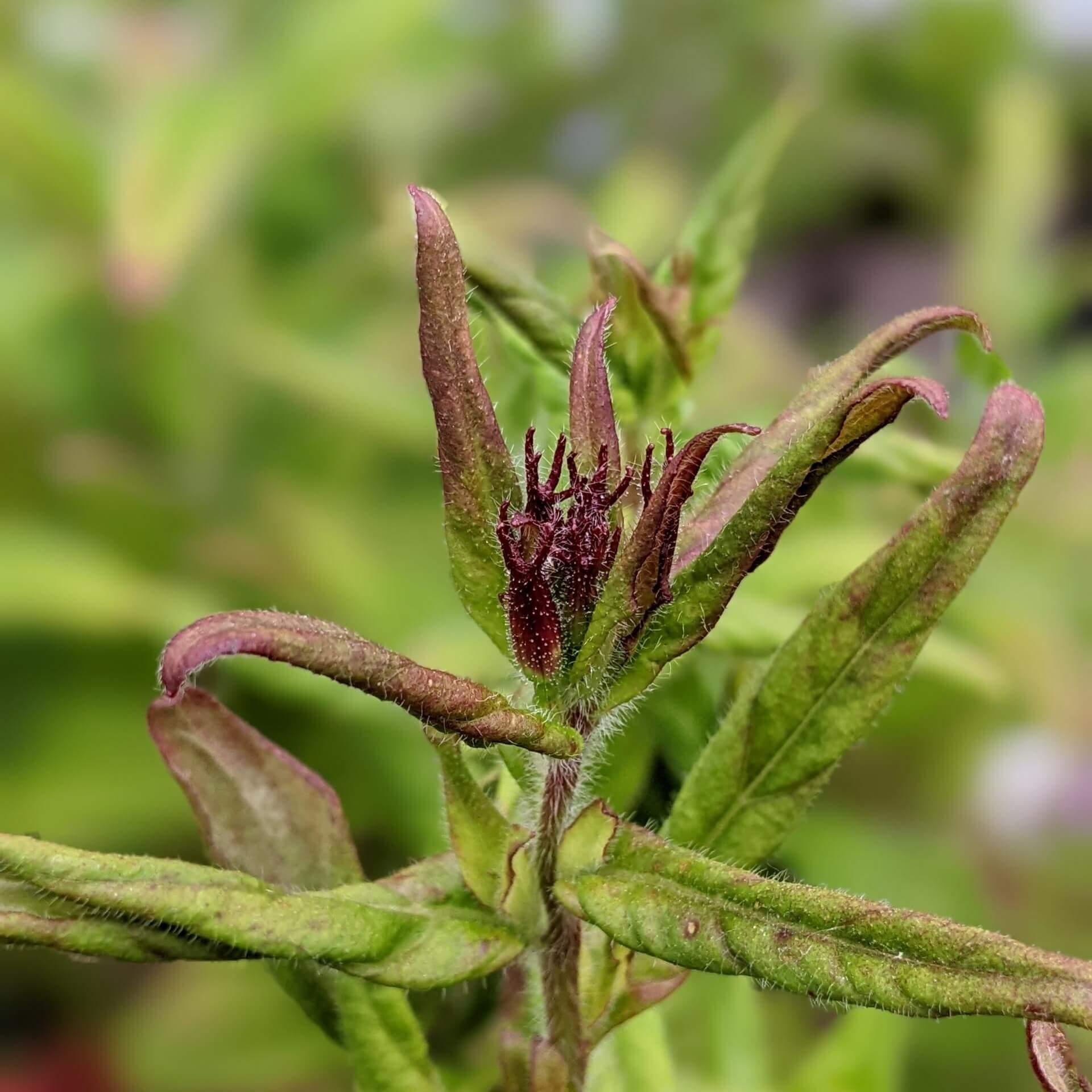 Garten-Nachtkerze 'Yella Fella' (Oenothera pilosella 'Yella Fella')