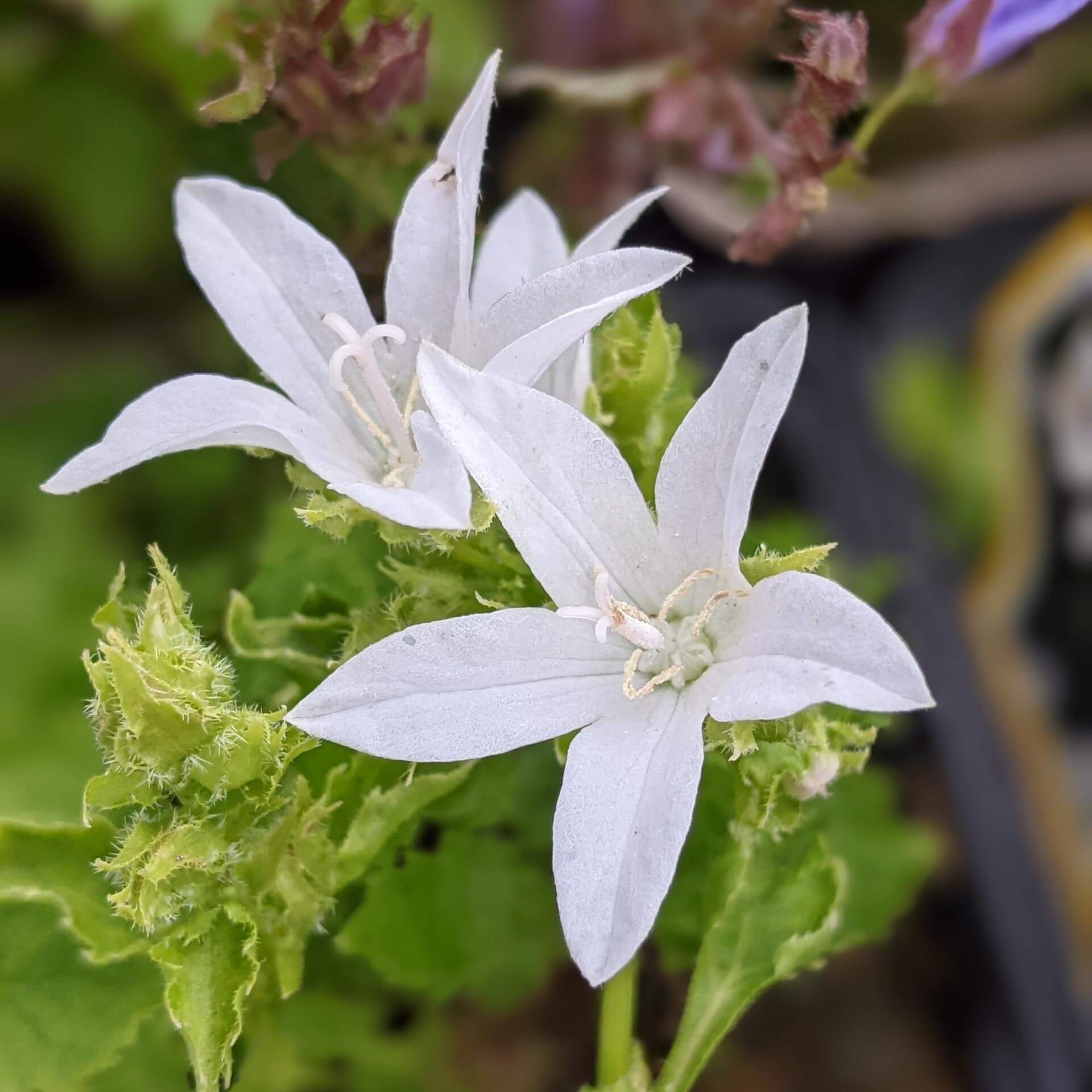 Hängepolster-Glockenblume 'Silberregen' (Campanula poscharskyana 'Silberregen')