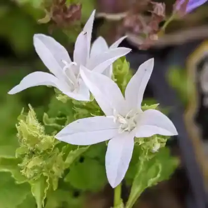 Foto von Hängepolster-Glockenblume 'Silberregen' (Campanula poscharskyana 'Silberregen')
