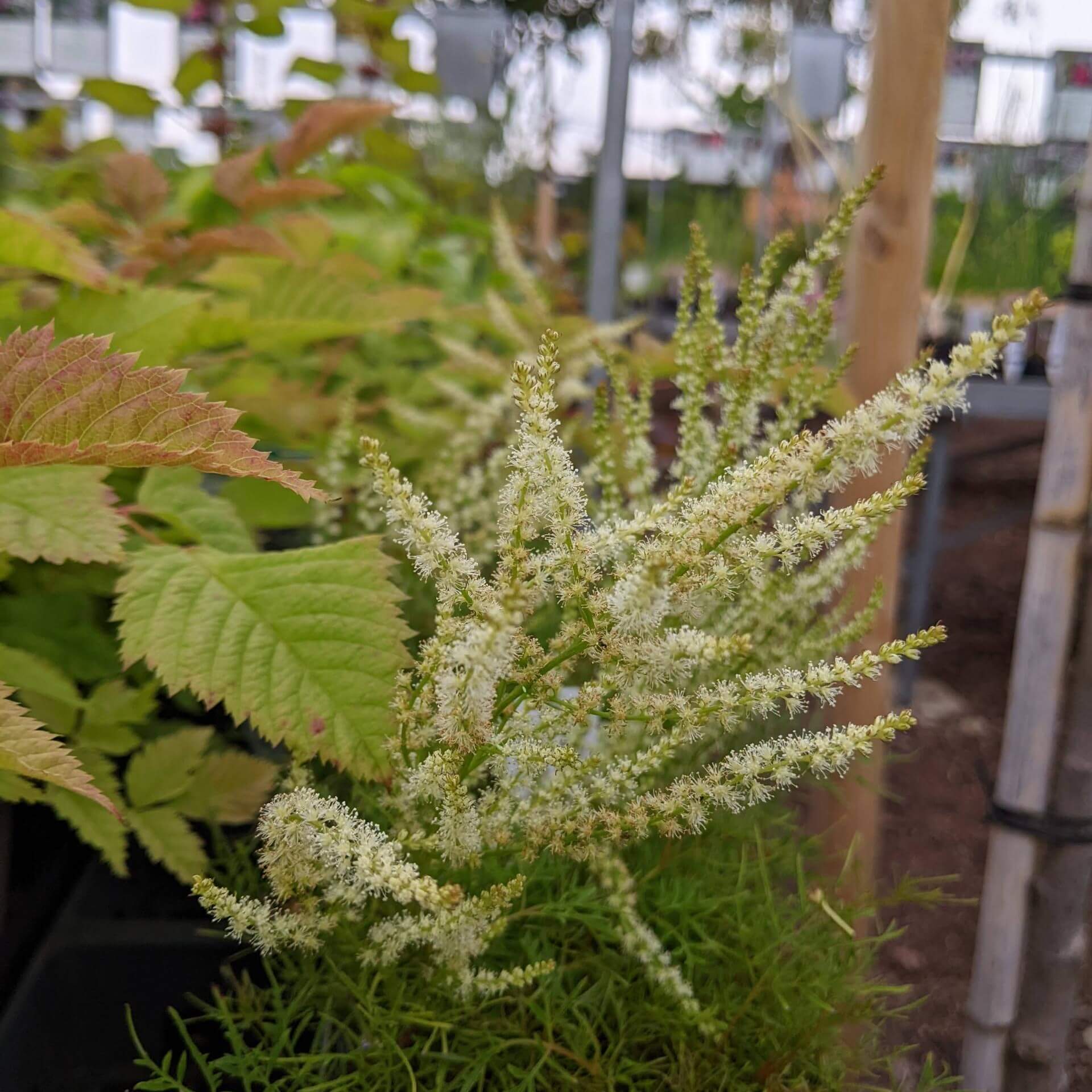 Zwerg-Geißbart 'Fairy Hair' (Aruncus dioicus 'Fairy Hair')