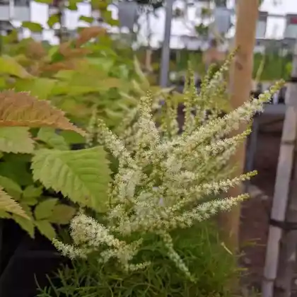 Foto von Zwerg-Geißbart 'Fairy Hair' (Aruncus dioicus 'Fairy Hair')