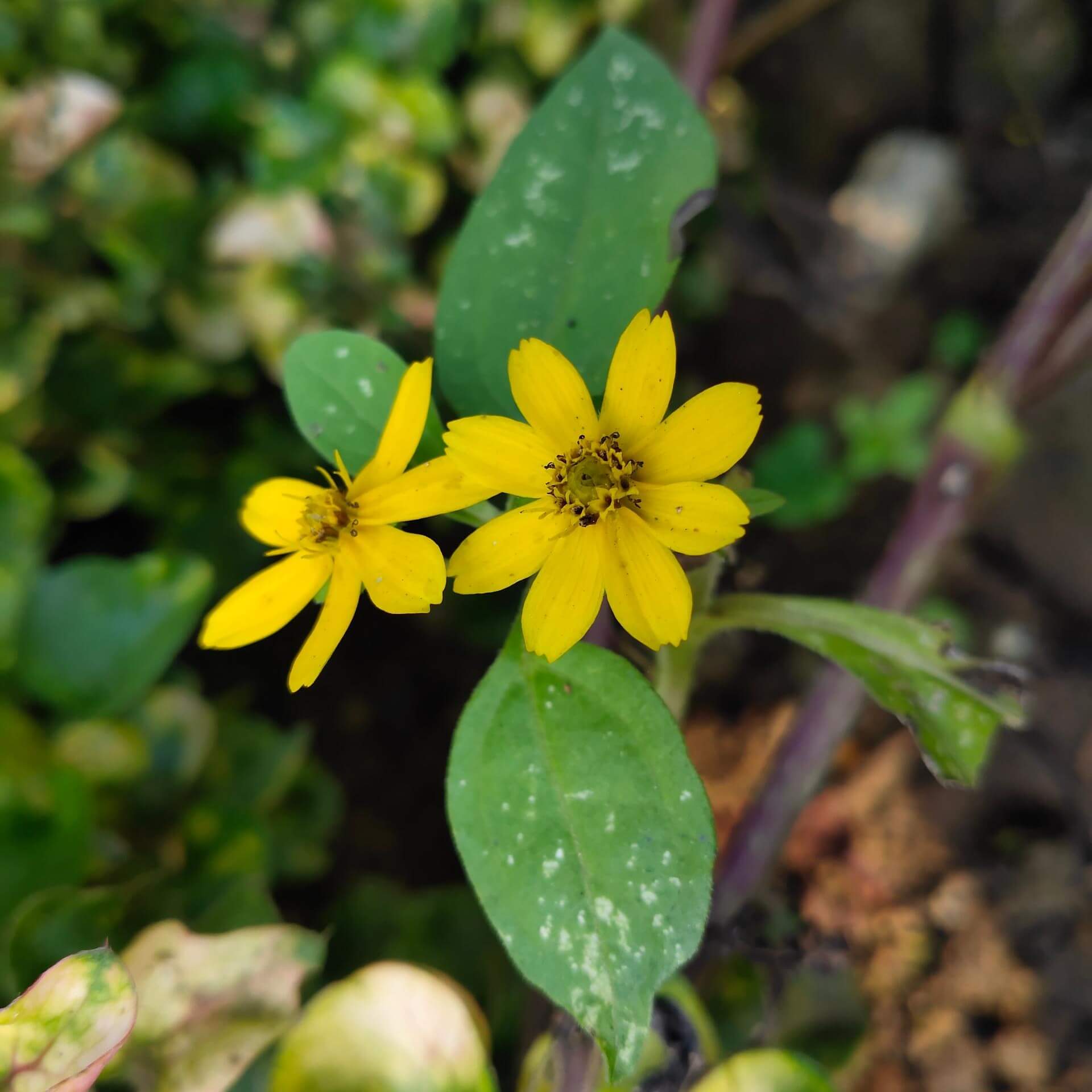 Prärie-Mädchenauge (Coreopsis major)