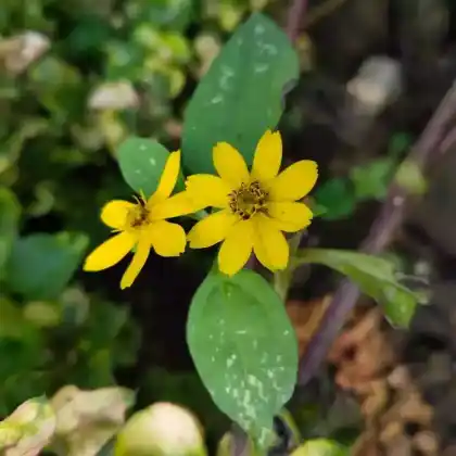 Foto von Prärie-Mädchenauge (Coreopsis major)
