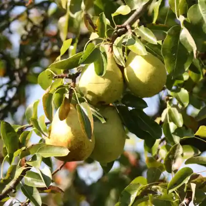 Foto von Birne 'Blumenbachs Butterbirne' (Pyrus communis 'Blumenbachs Butterbirne')